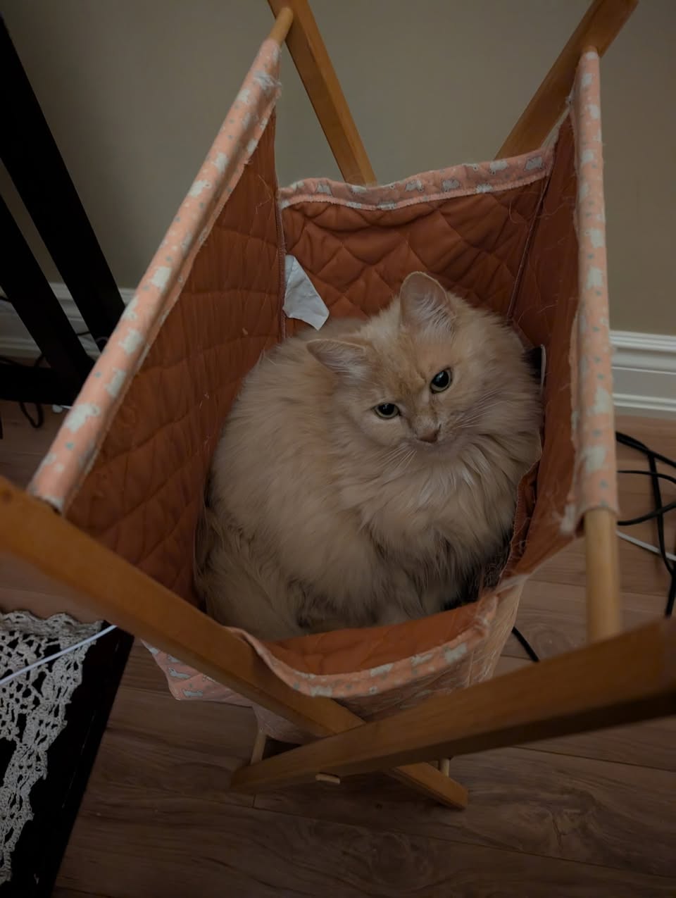 Lost cat