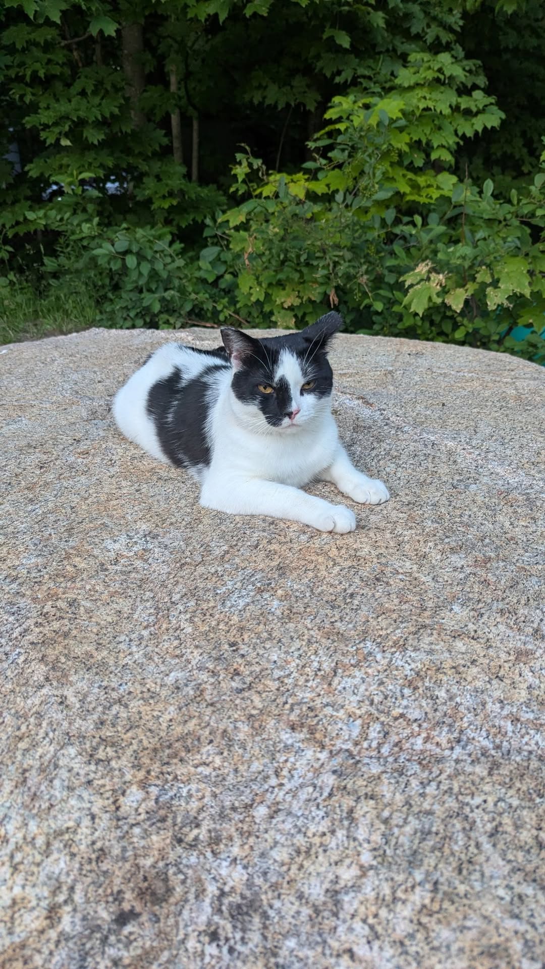 Lost Cat in Bracebridge