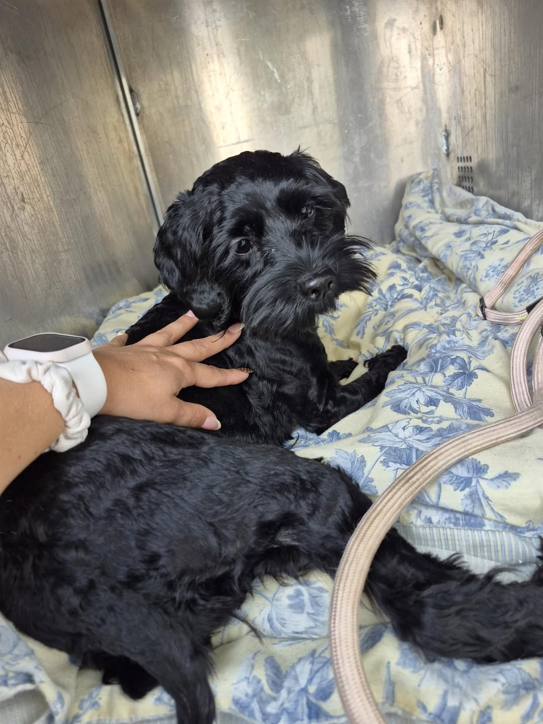 Found dog