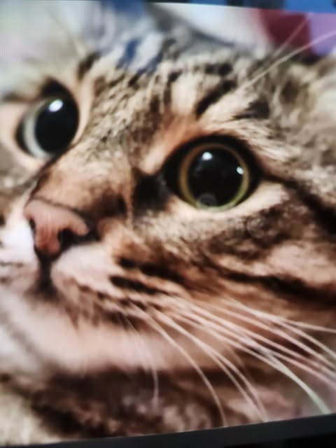 Found cat