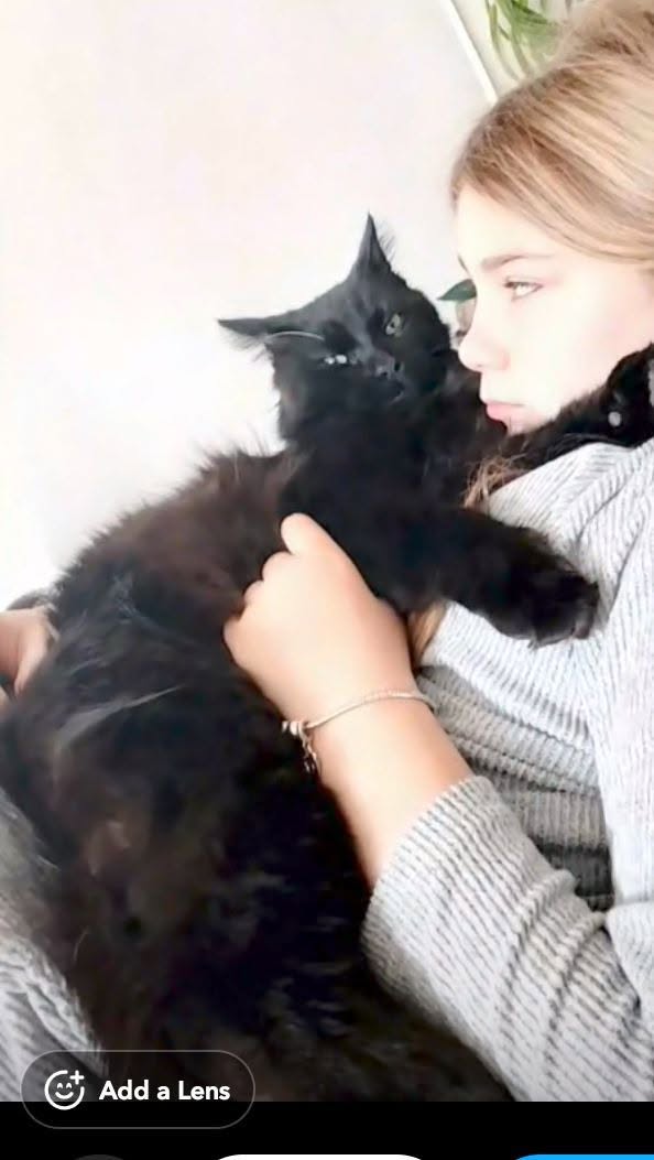 Lost Cat in Ballarat