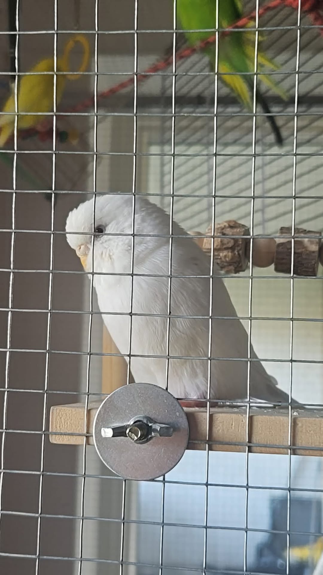 Found budgie