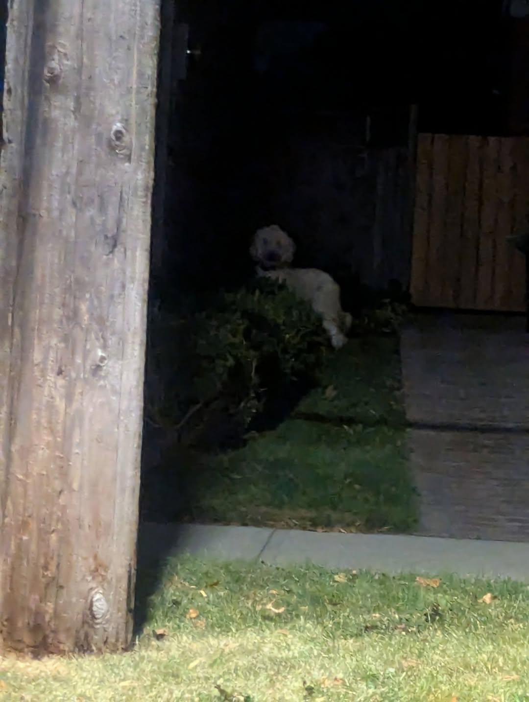 Found dog