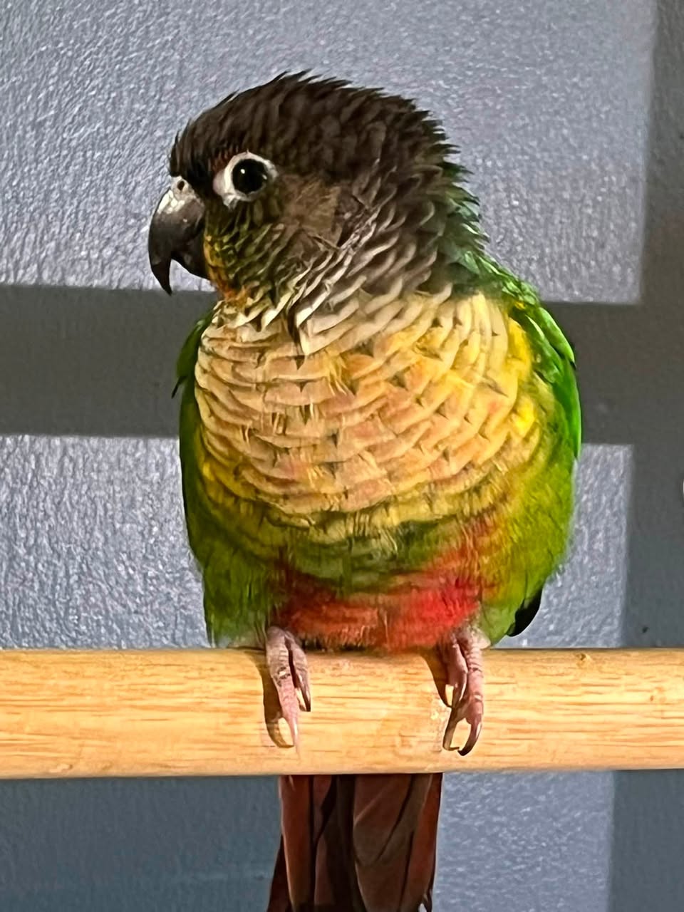 Found bird