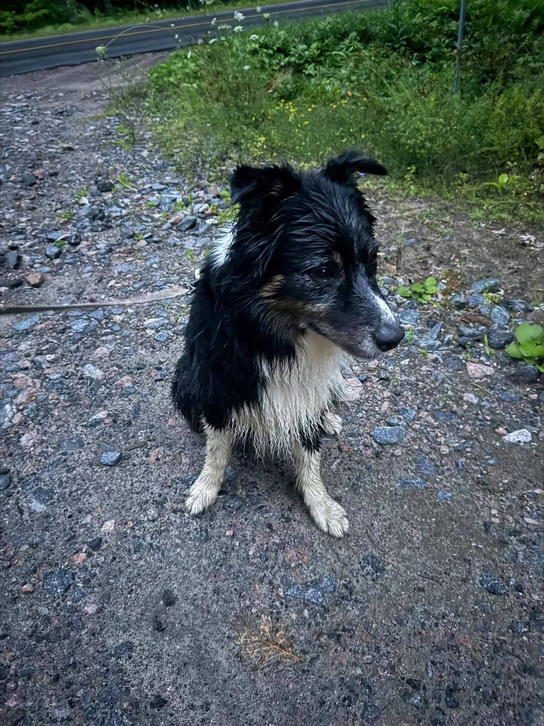 Found Dog in Ontario