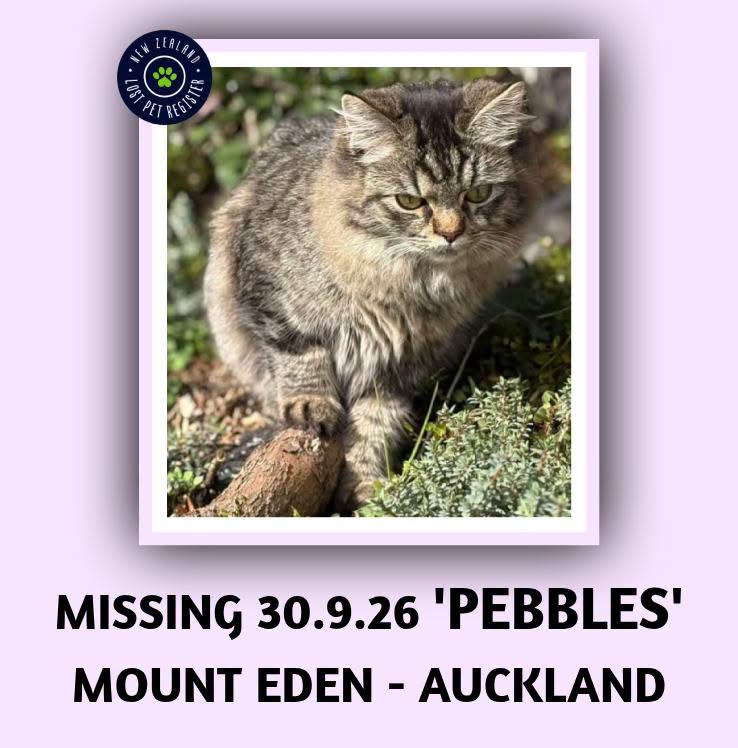 Lost cat