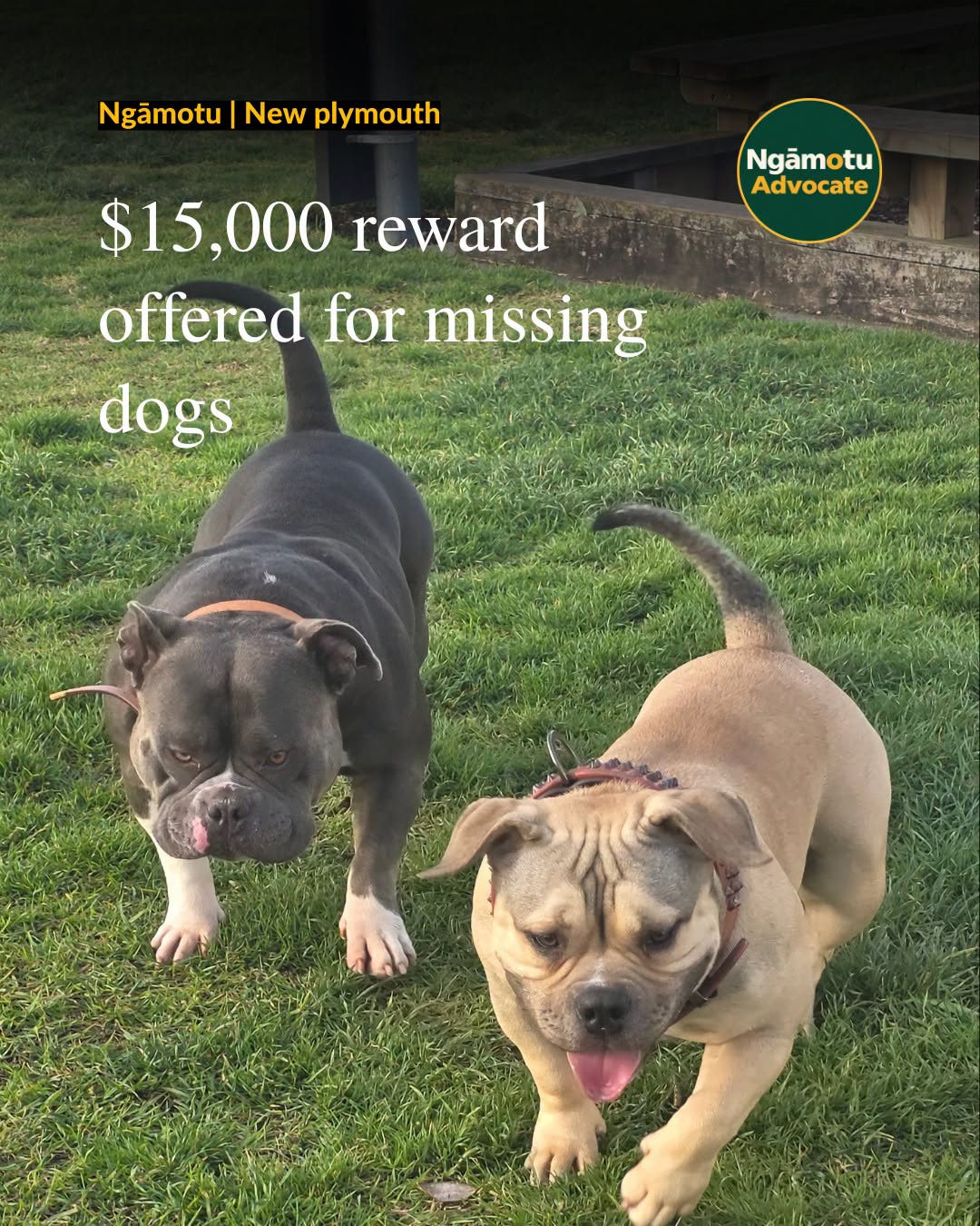 Lost dog