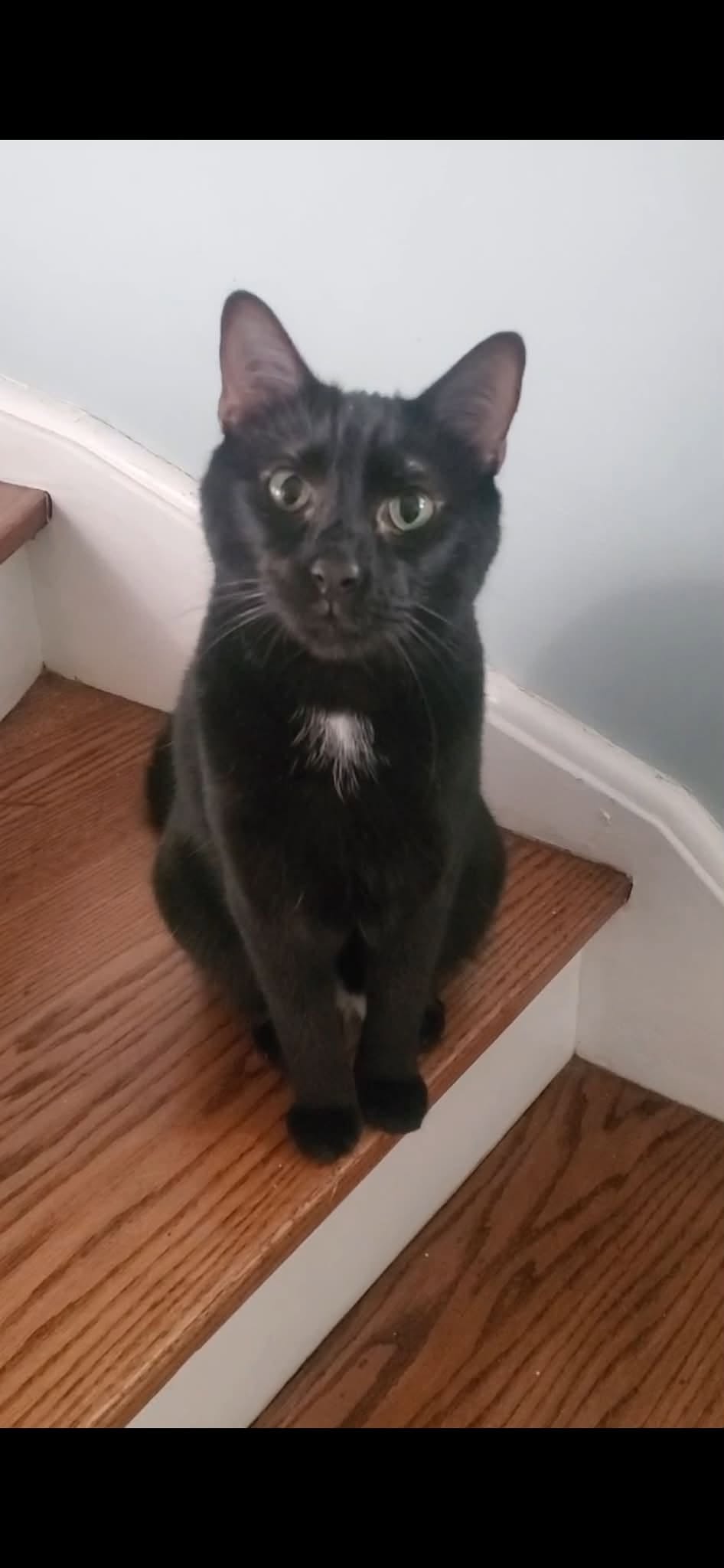 Lost Cat in Thornbury