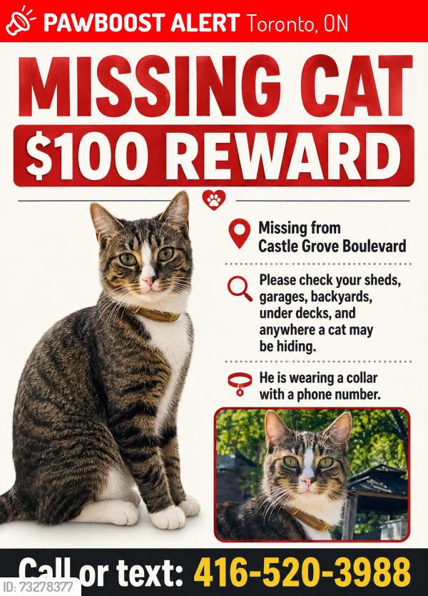 Lost cat