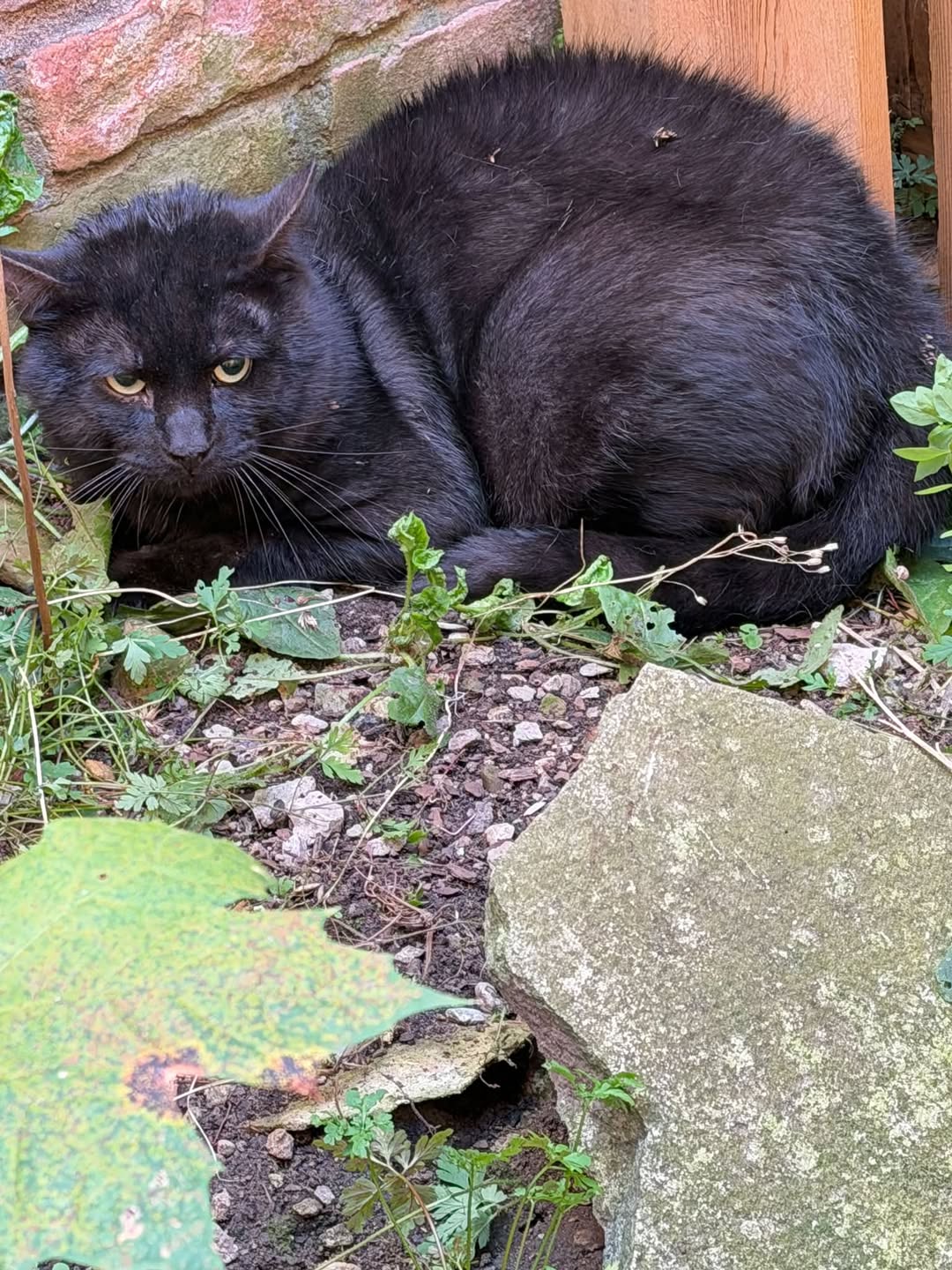 Found cat