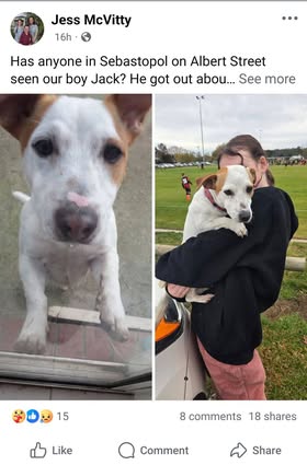 Found dog