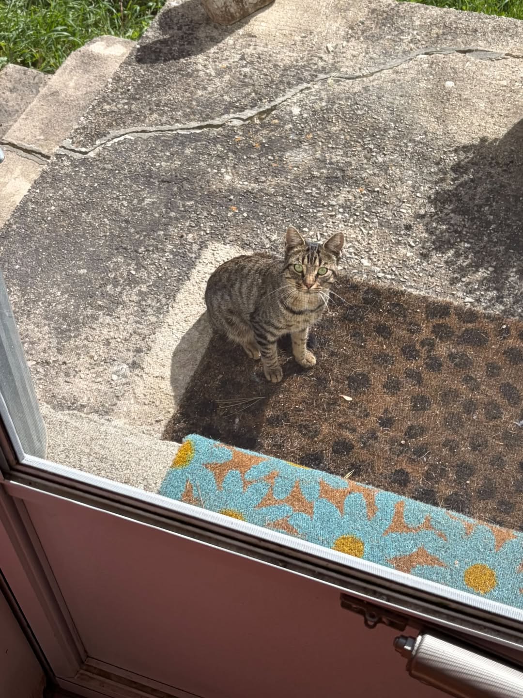 Found cat