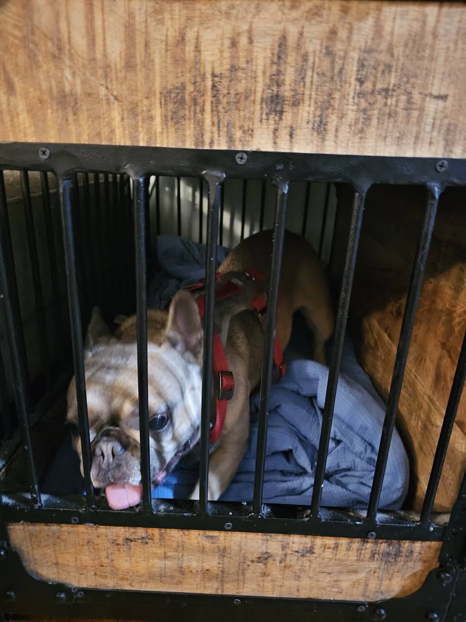 Found dog