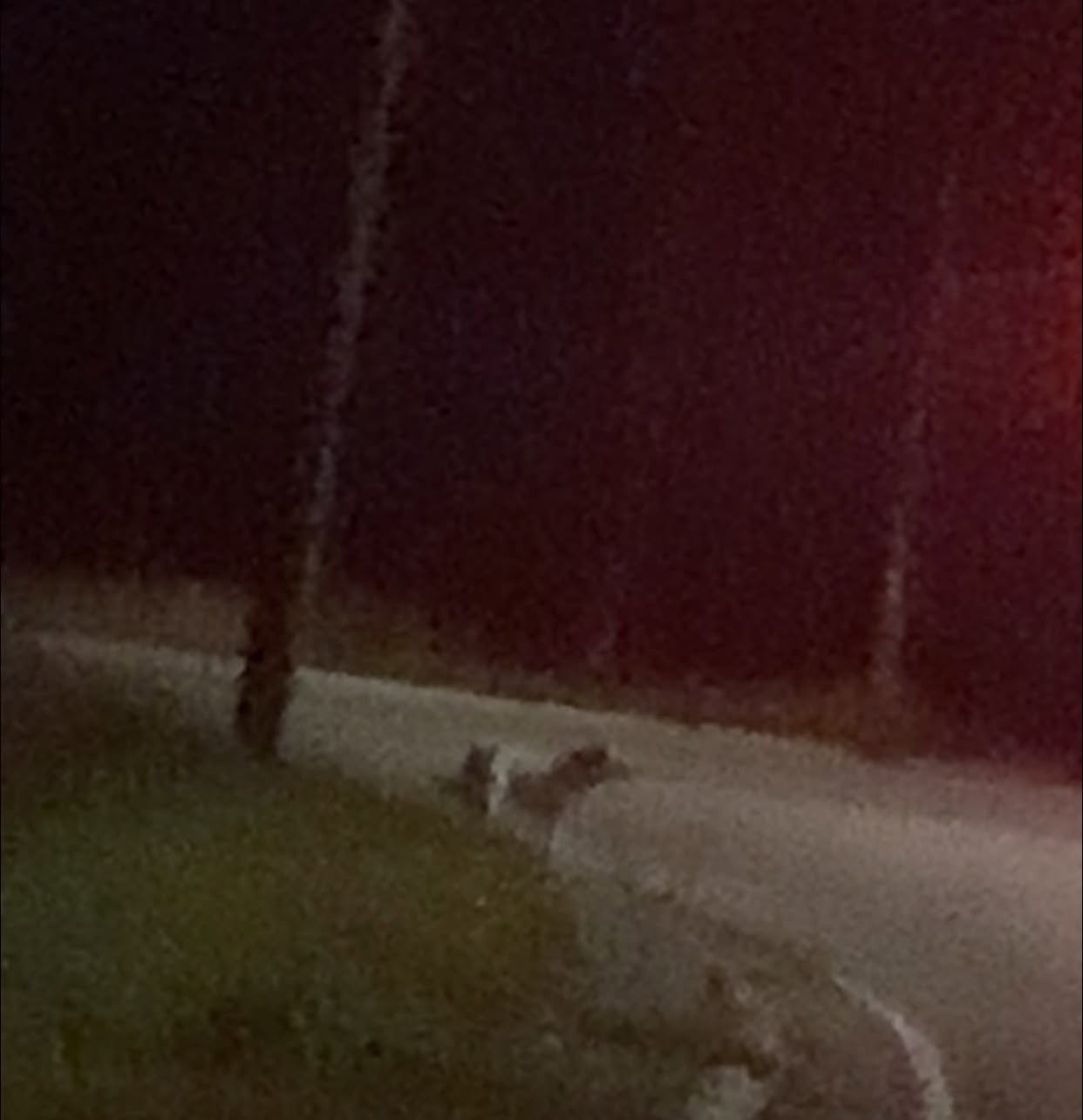 Found dog