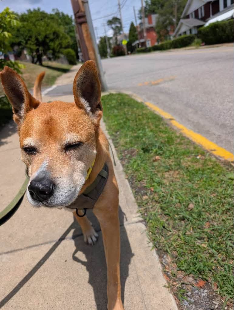 Lost Dog in Bellevue