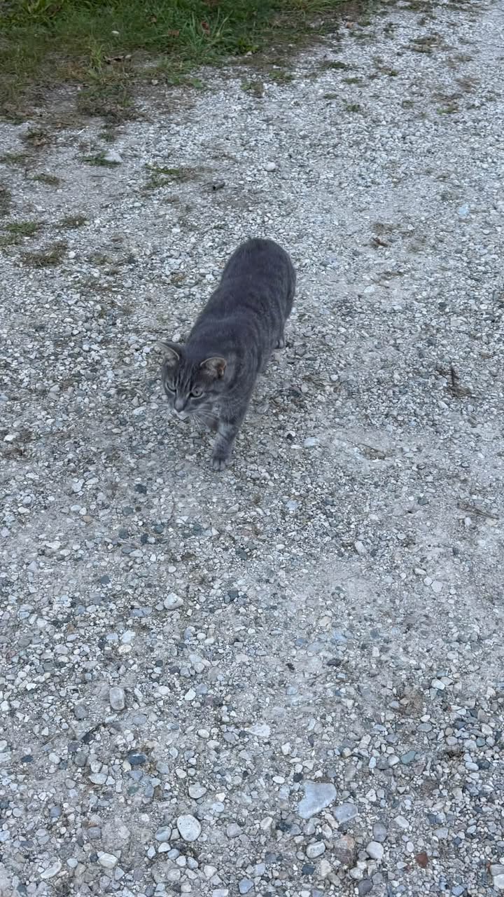 Found cat