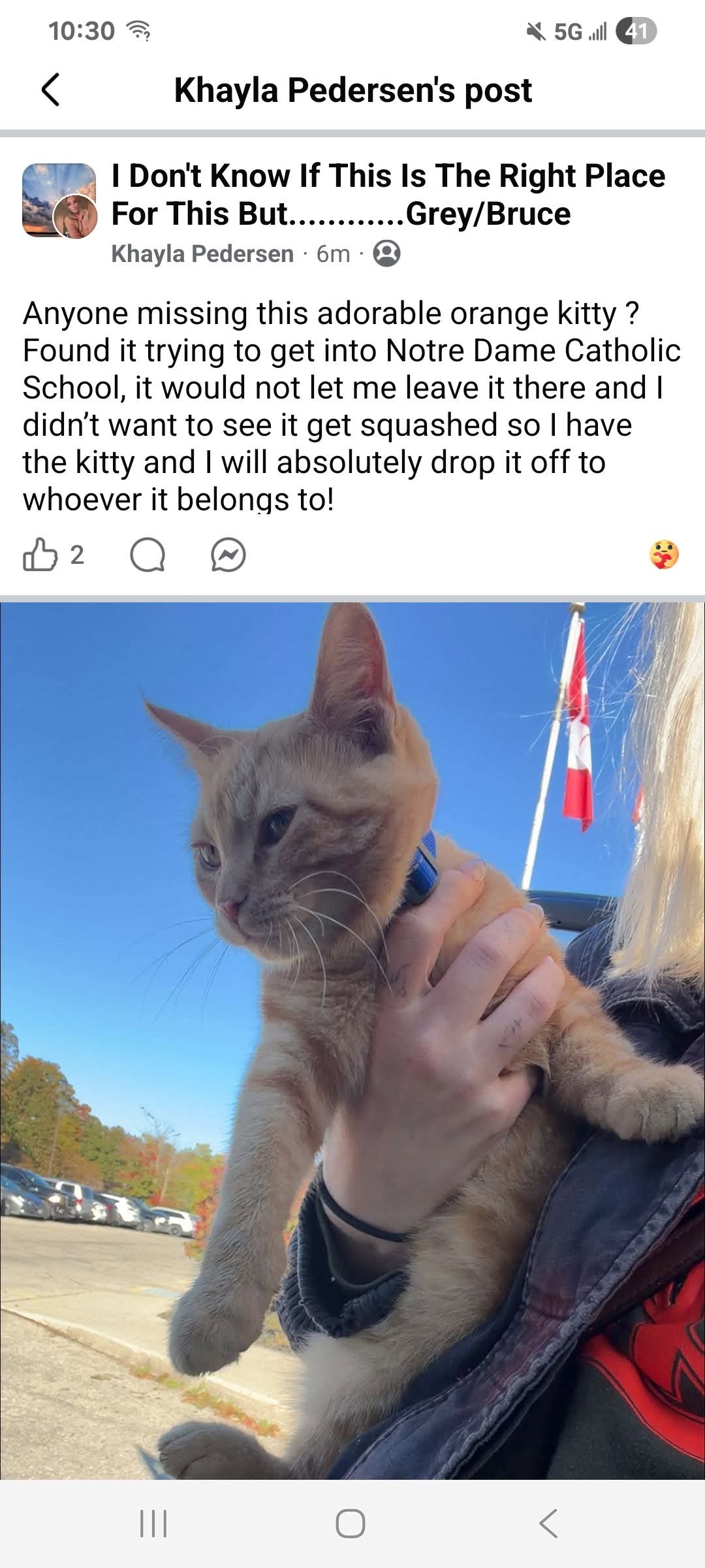 Found cat
