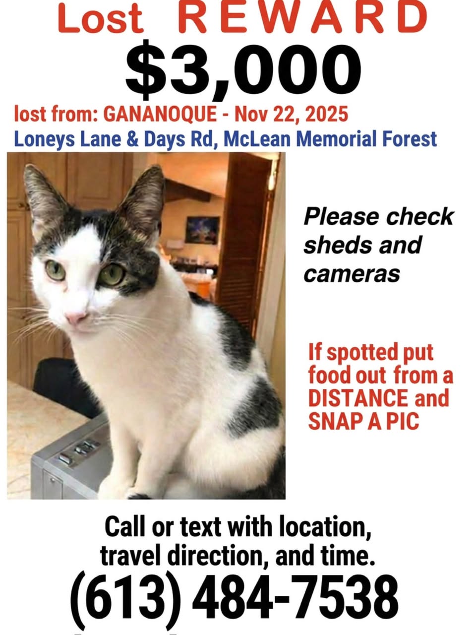 Lost Cat in Gananoque