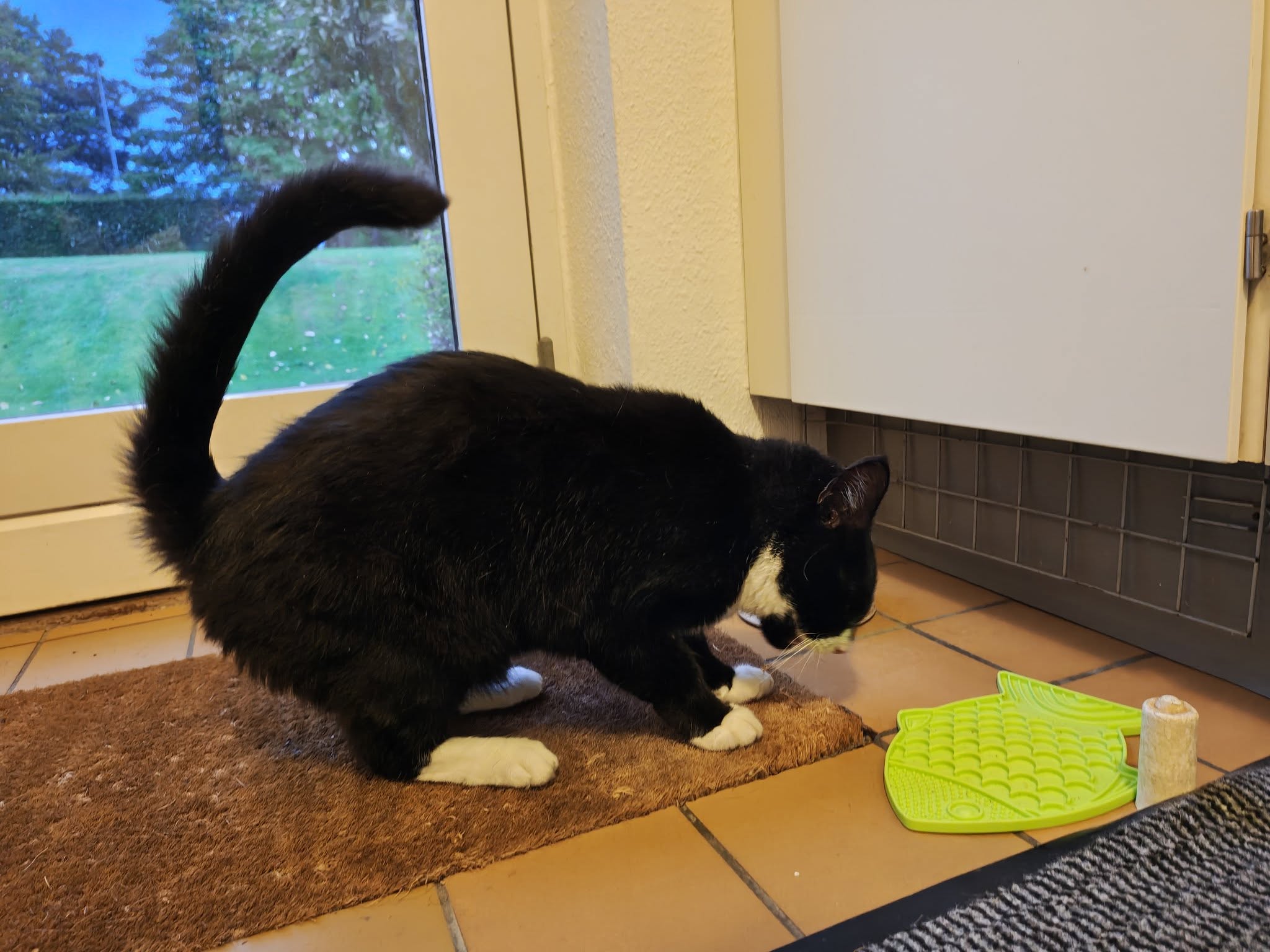 Found cat