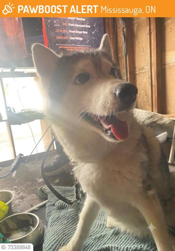 Found Dog in Quaker Hill