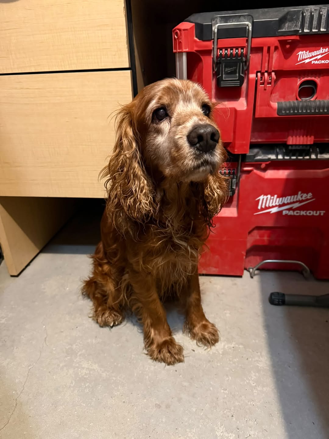 Found Dog in Lefroy