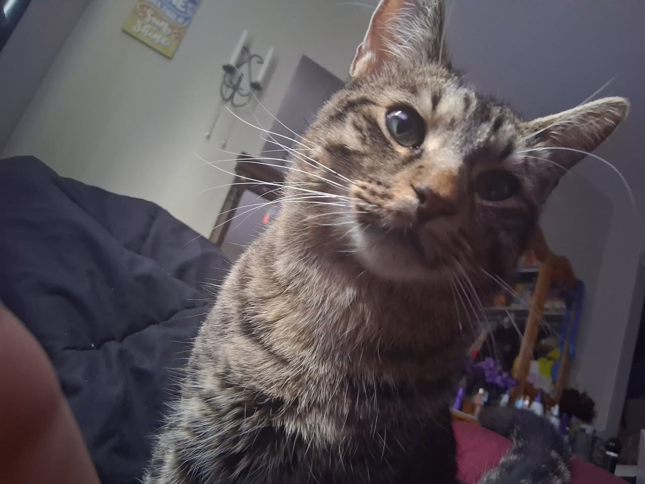 Lost cat