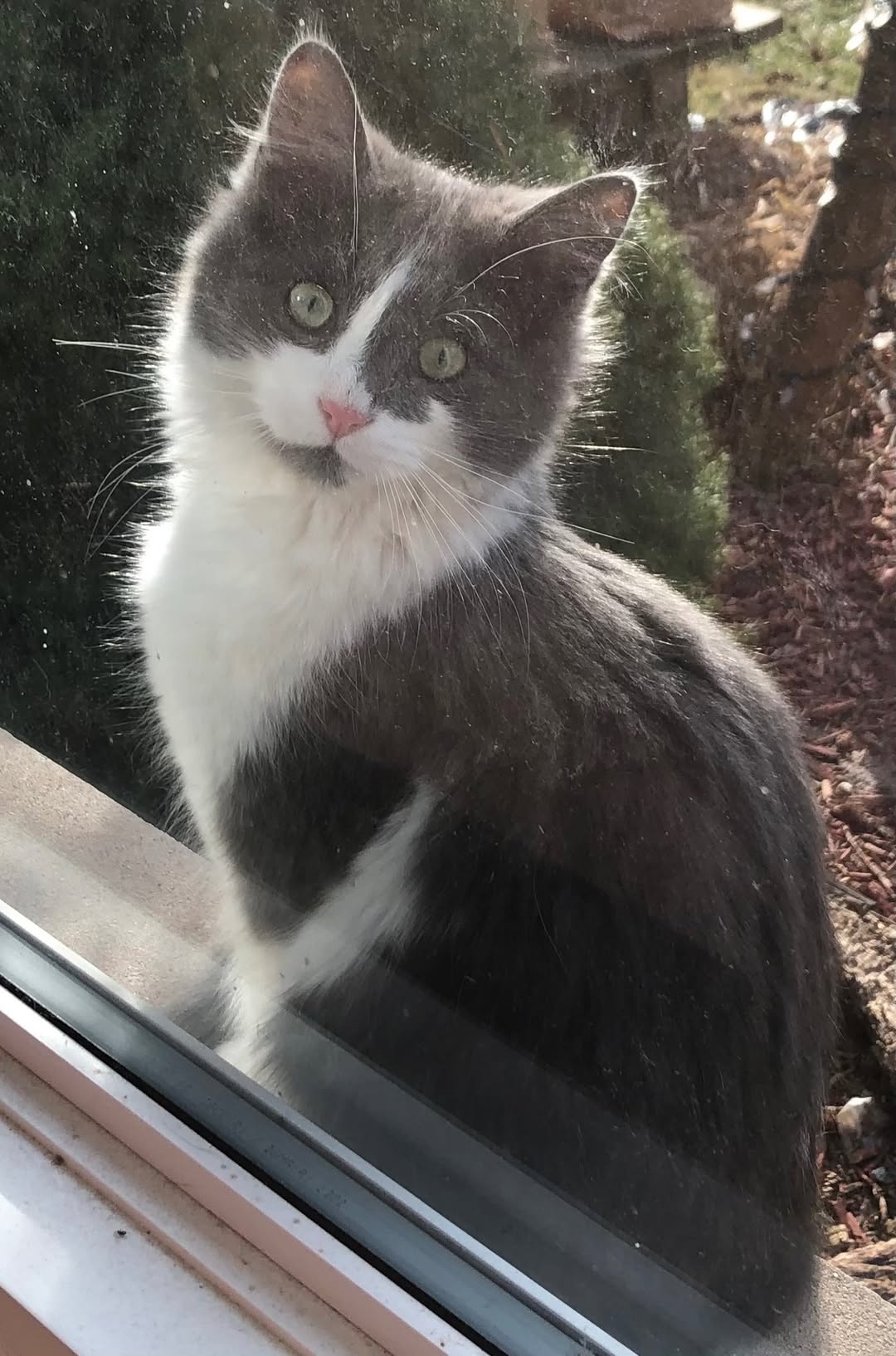 Lost cat