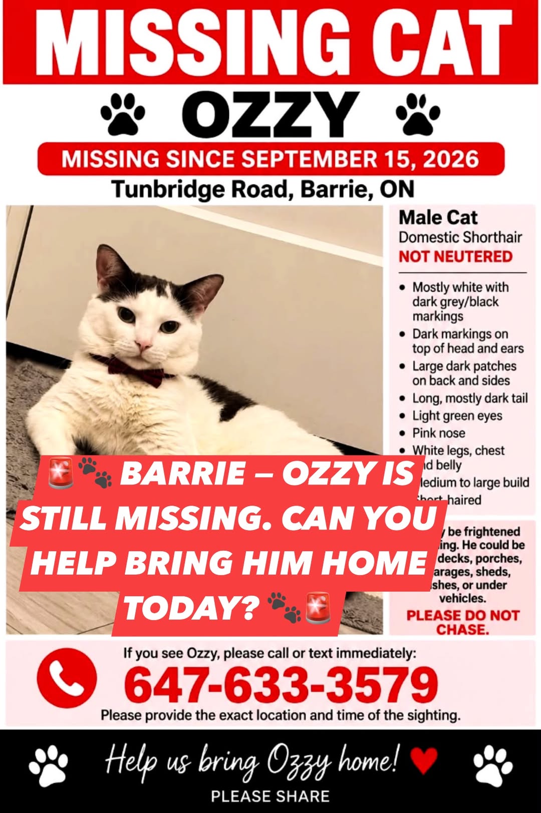 Lost Cat in Barrie