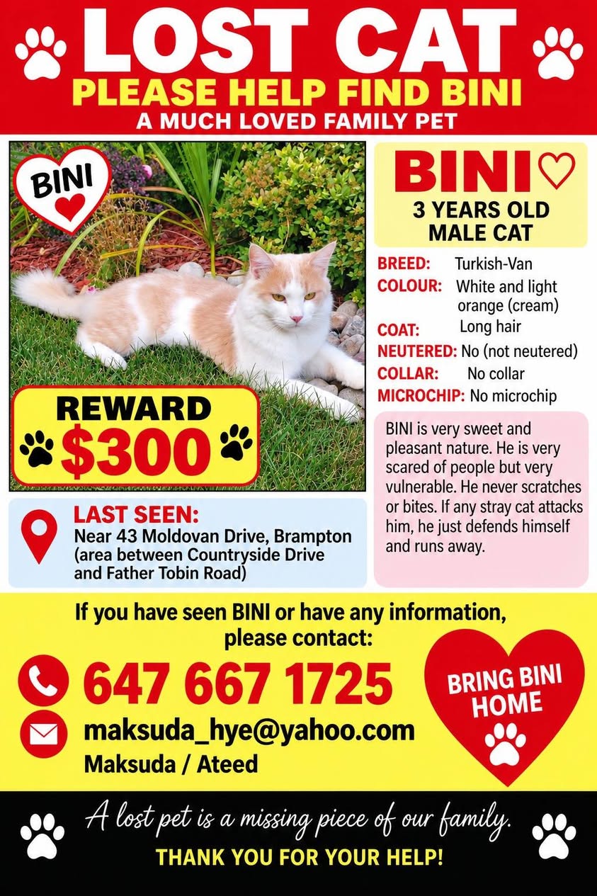 Lost Cat in Brampton