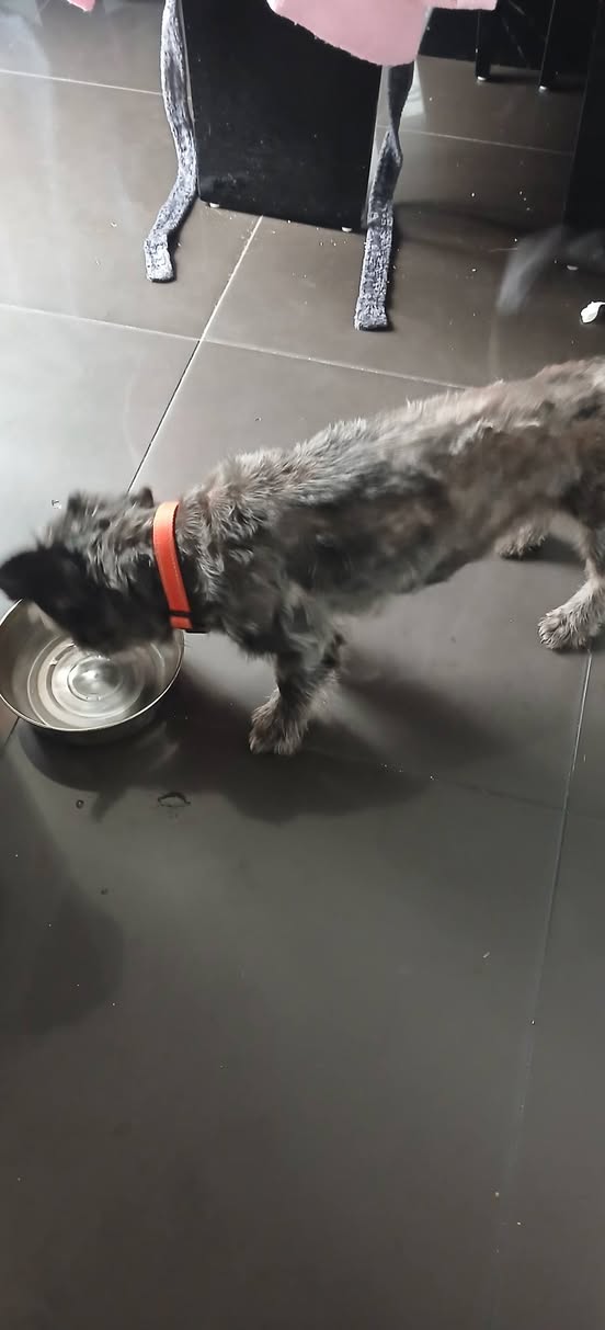 Found dog