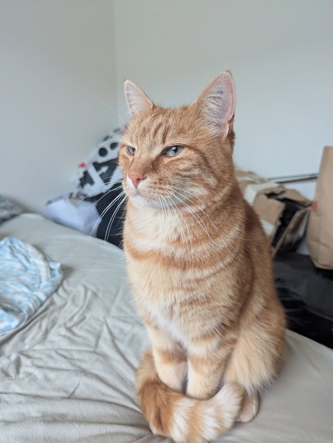 Lost Cat in Sarpsborg