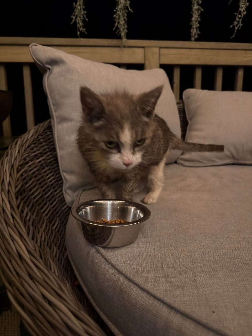 Found cat