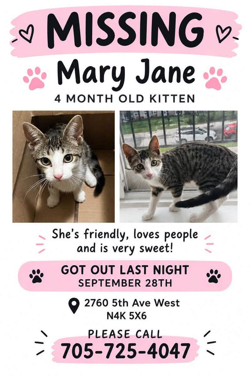 Lost Cat in Owen Sound