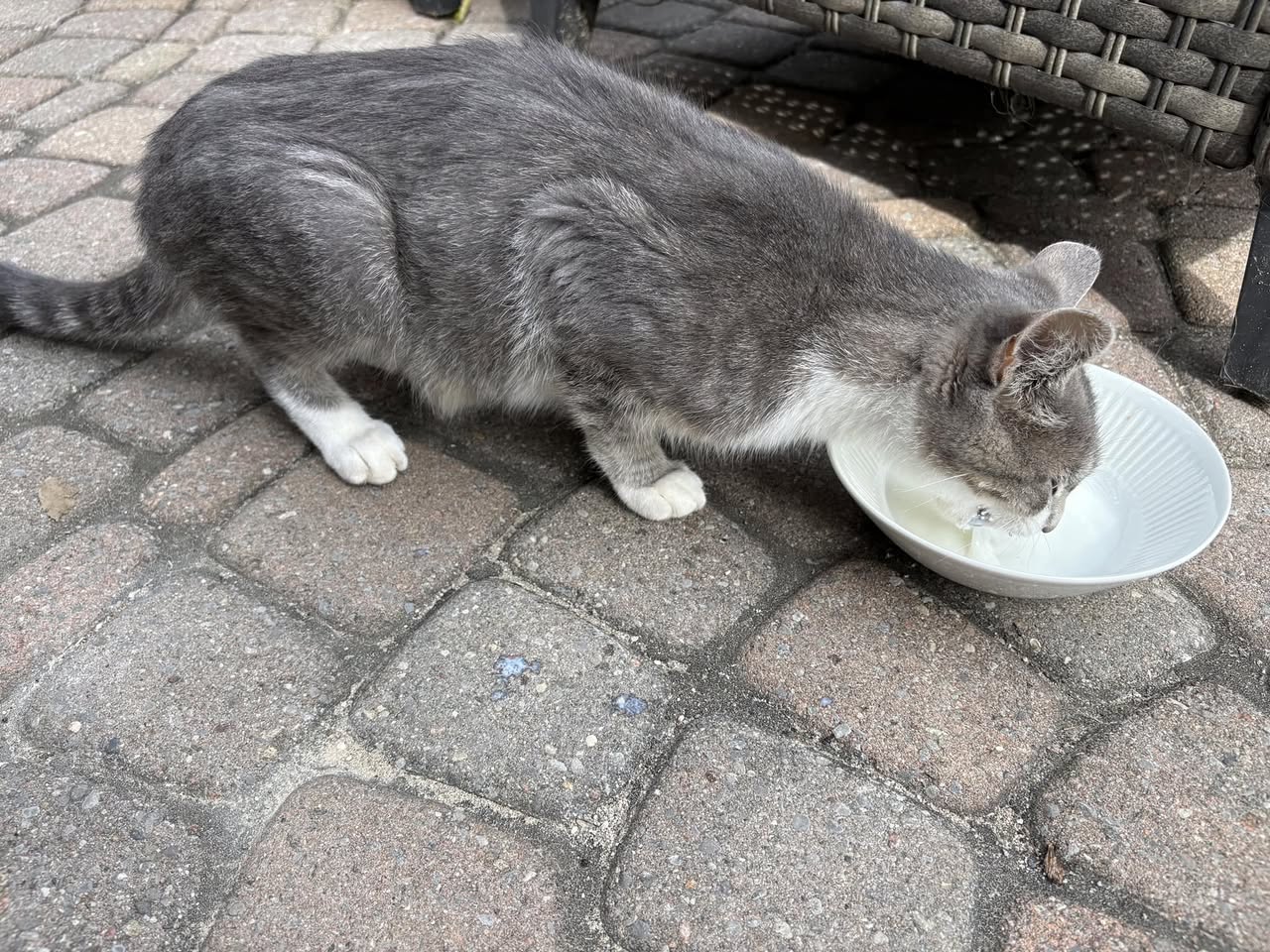 Found cat