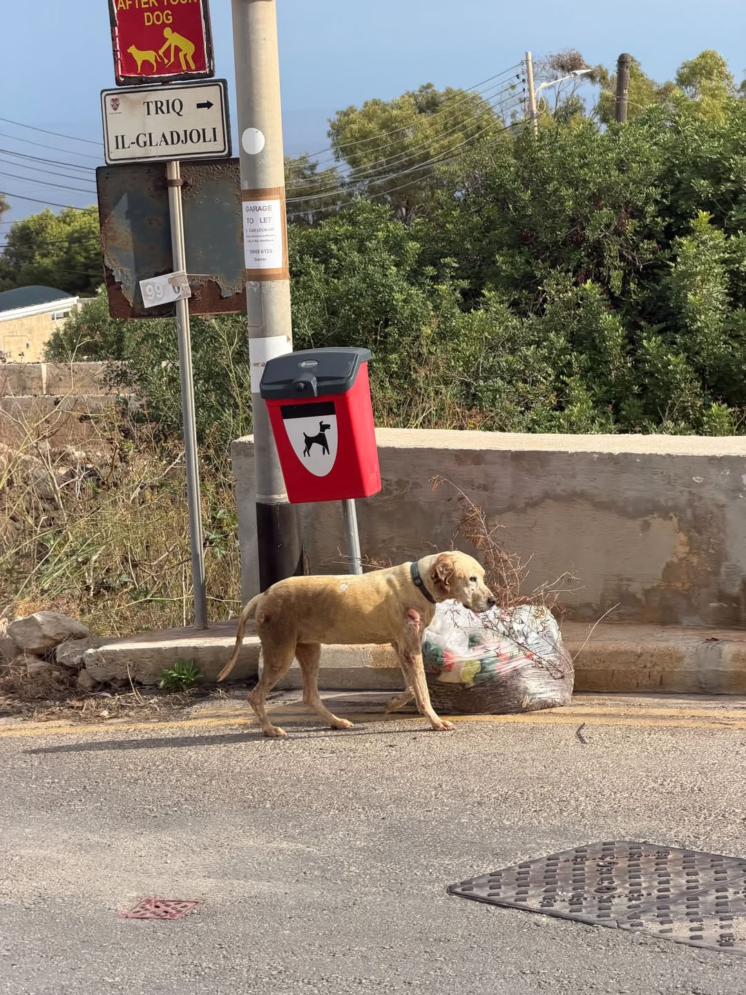 Found Dog in Triq Il-Gladjoli