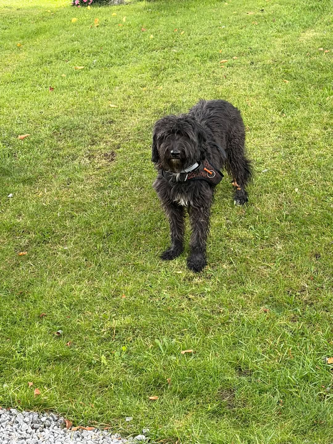 Found dog