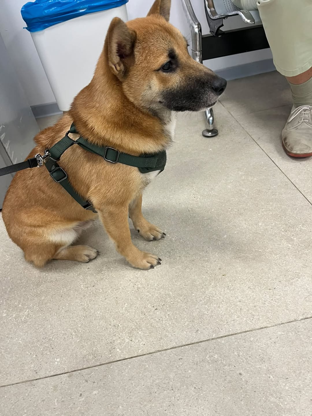 Lost Dog in Palafrugell