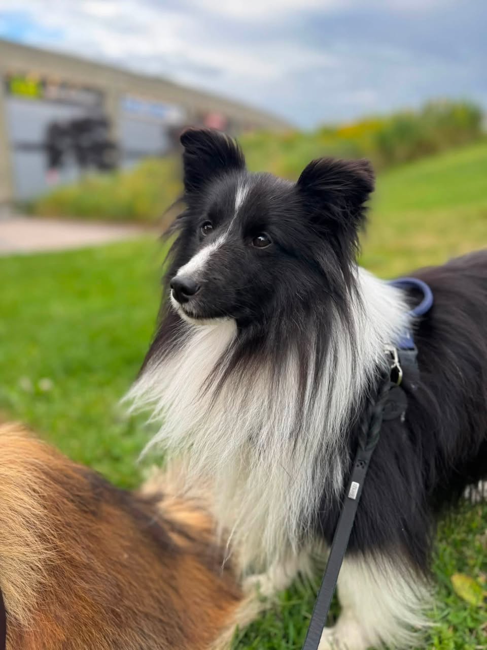 Lost Dog in Oslo