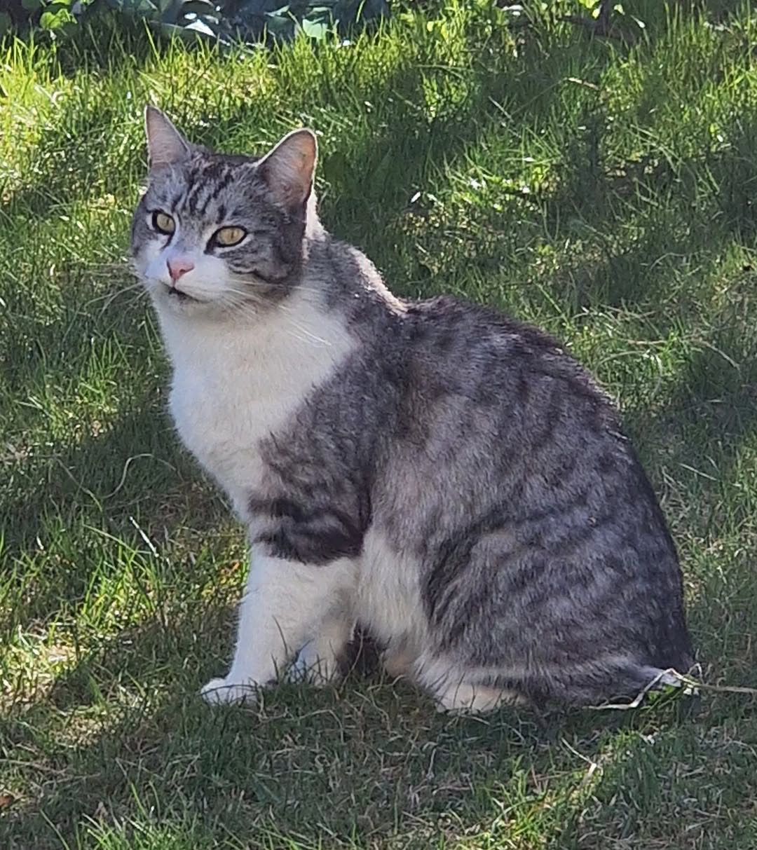 Lost Cat in GjøVik