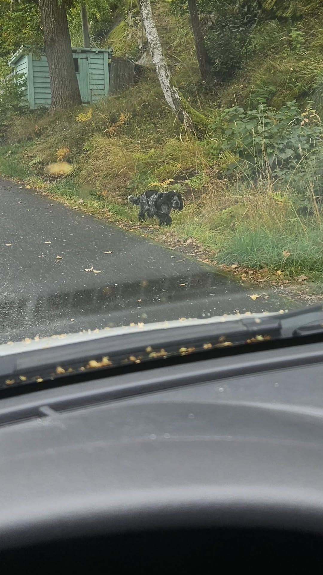 Found dog