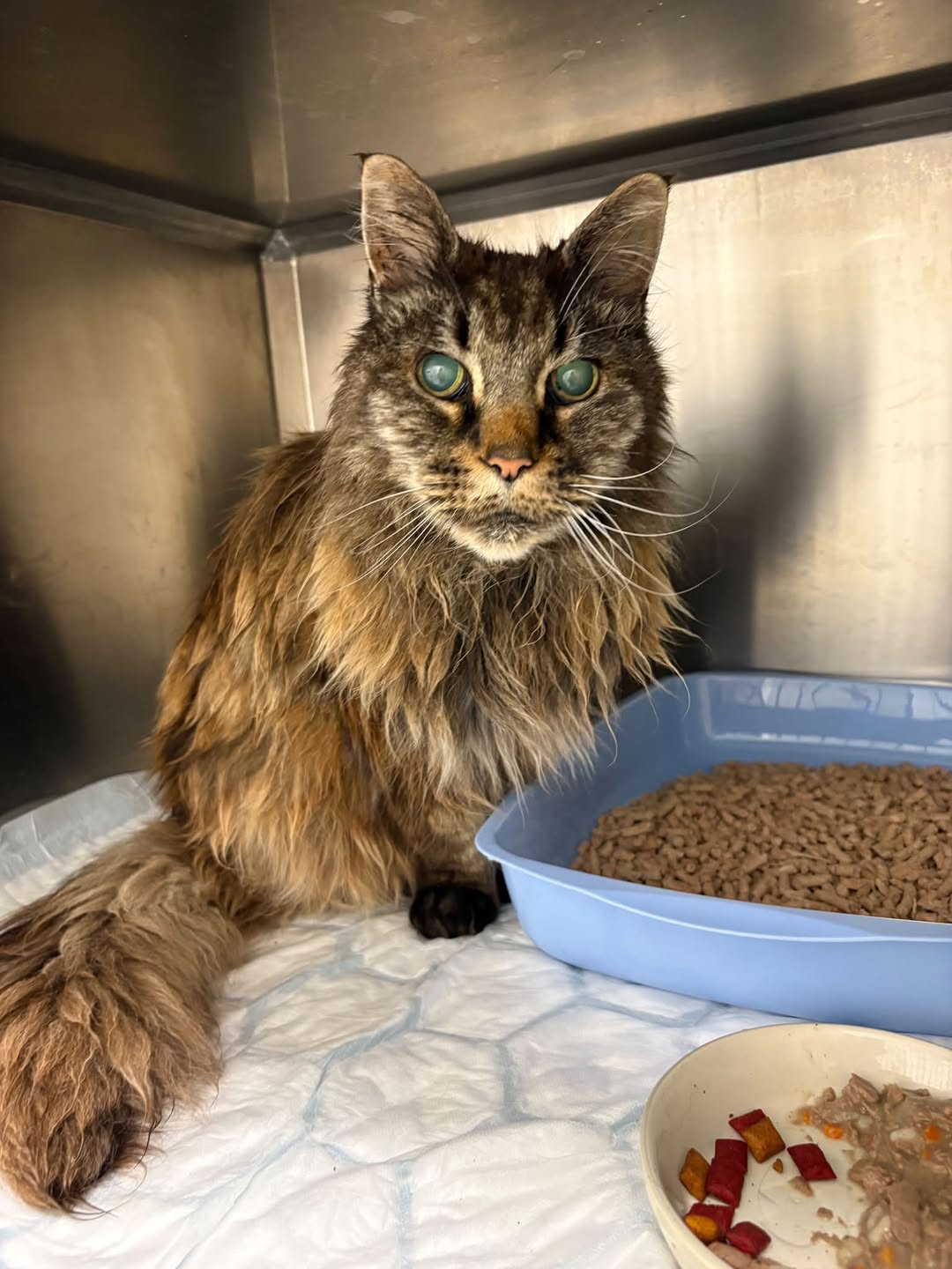 Found cat