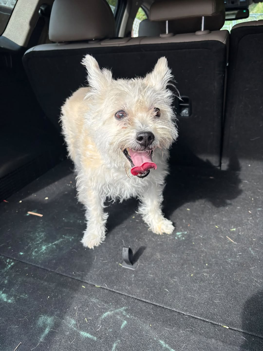 Found dog