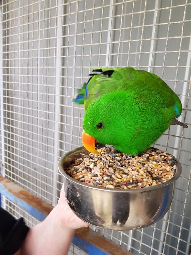 Lost bird