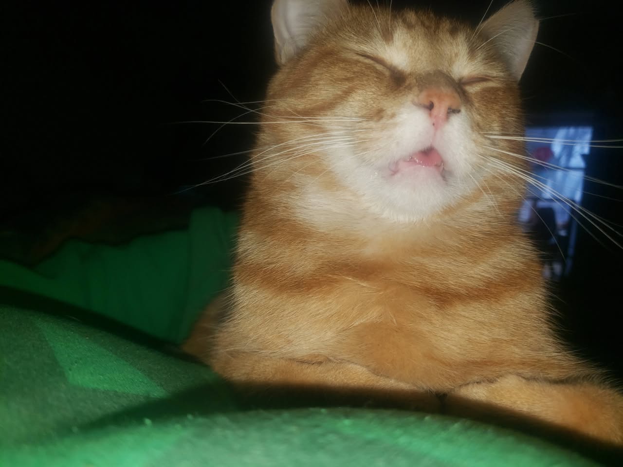 Lost Cat in Feversham General Store