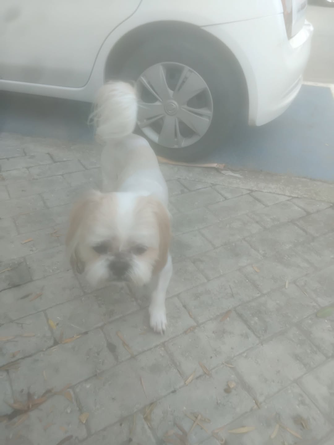 Found Dog in Fgura