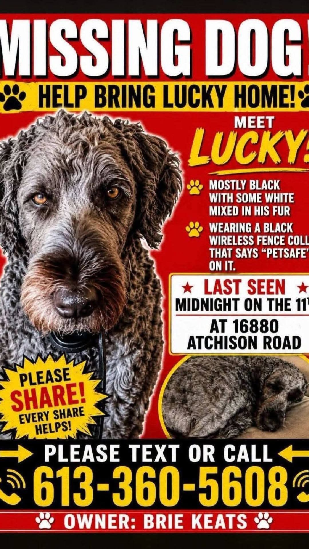 Lost dog