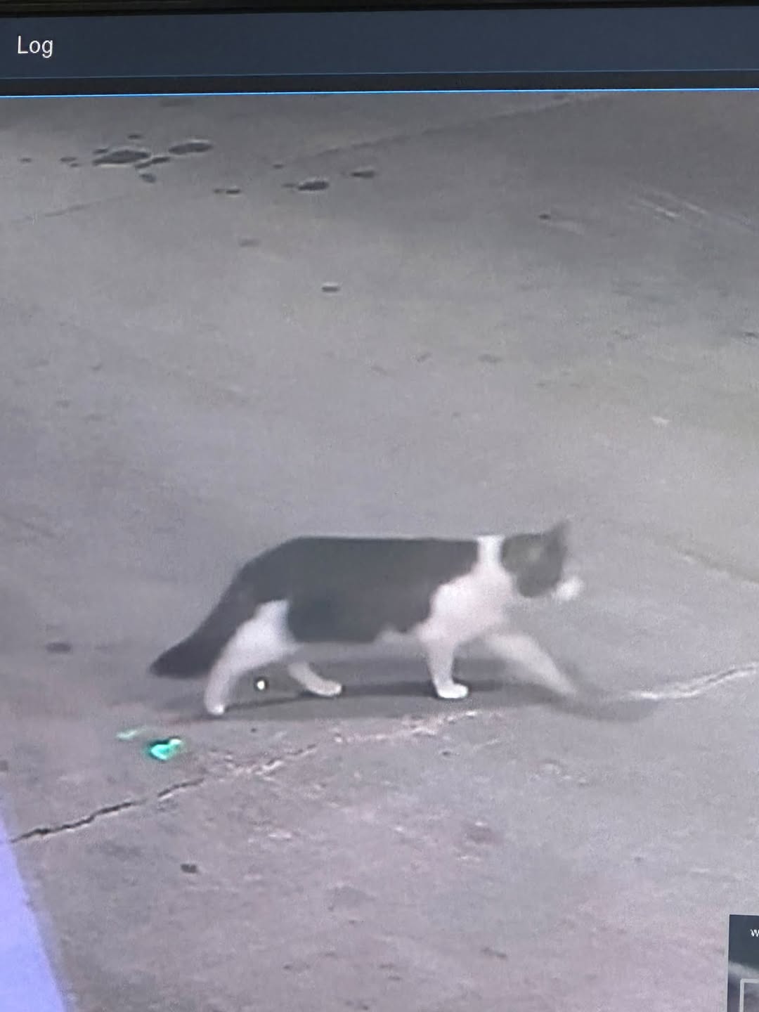 Found cat