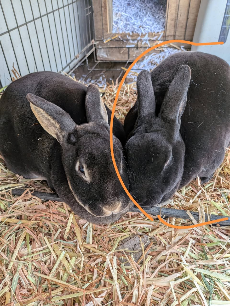 Lost Rabbit in Ballarat