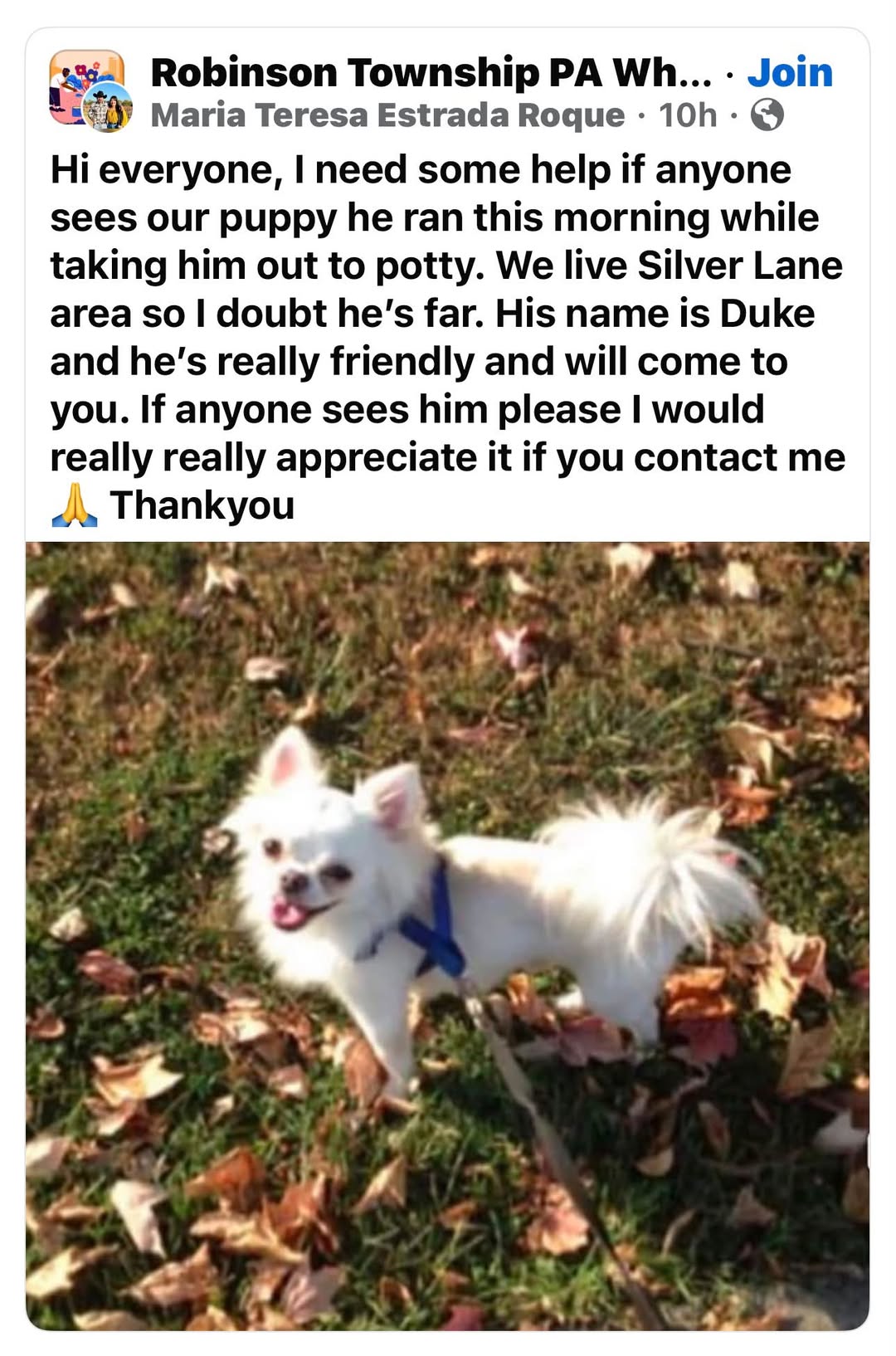 Lost Dog in Robinson Township