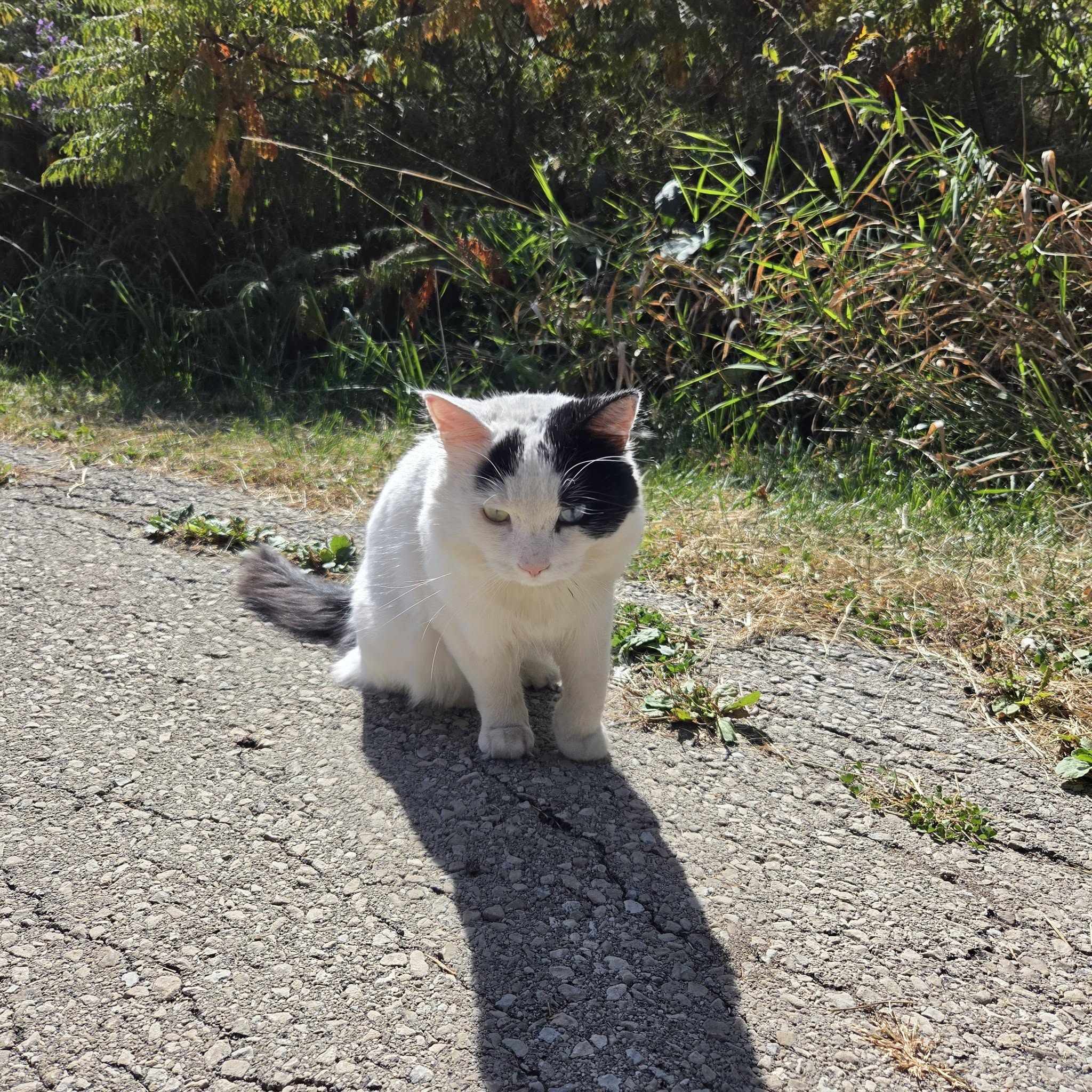 Found cat
